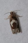 Epiblema foenella