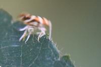 Argyresthia goedartella