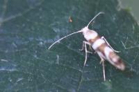 Argyresthia goedartella