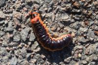 Cossus cossus