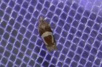 Epiblema foenella