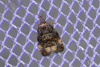 Endothenia
