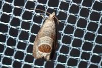 Notocelia uddmanniana