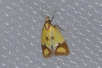 Agapeta zoegana
