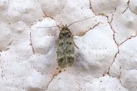 Bryotropha basaltinella
