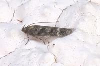 Caryocolum alsinellum