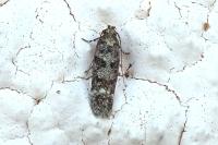 Caryocolum alsinellum