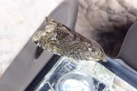Cydia splendana
