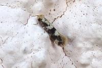 Infurcitinea atrifasciella