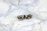 Infurcitinea atrifasciella