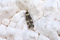 Oegoconia