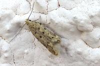 Oxypteryx nigromaculella
