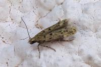 Oxypteryx nigromaculella