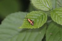 Nemophora degeerella