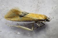 Batia lambdella