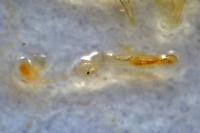 Batia lambdella