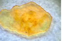 Cochylimorpha straminea