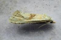 Cochylimorpha straminea