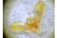 Cydia gr. succedana