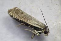 Cydia gr. succedana