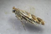 Cameraria ohridella