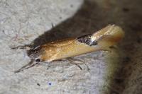 Batia lambdella