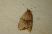 Clepsis rurinana