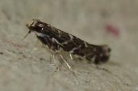 Parectopa ononidis