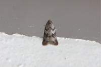 Cnephasia