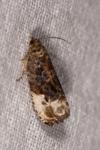 Hedya nubiferana