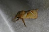Triodia sylvina