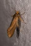 Crassa unitella