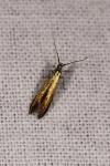 Coleophora