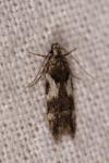 Teleiodes luculella