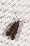 Dichomeris alacella