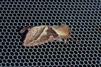 Triodia sylvina