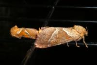 Triodia sylvina