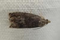 Cydia splendana