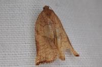 Archips podana