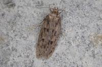 Hofmannophila pseudospretella