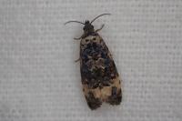 Endothenia gr. gentianaeana