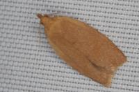 Clepsis consimilana
