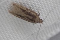 Mirificarma mulinella