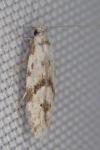 Stenolechia gemmella