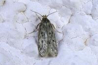 Hofmannophila pseudospretella