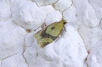 Clepsis consimilana