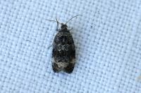 Endothenia
