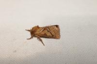 Triodia sylvina