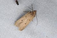 Acompsia antirrhinella/tripunctella