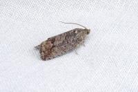 Cydia splendana